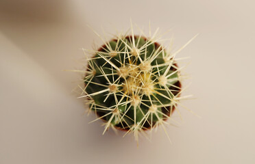 Selective soft focus. Cactus succulent plant. Minimalism macro still life. Top view. Beige color tone.