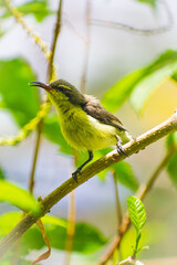 bird on a branch