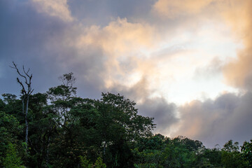 Fototapeta premium Cloud forest trees silhouette at sunset, Mindo, Ecuador.