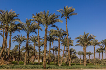 Fototapeta na wymiar Palm grove in Dahshur, Egypt