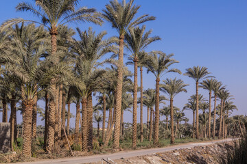 Palm grove in Dahshur, Egypt