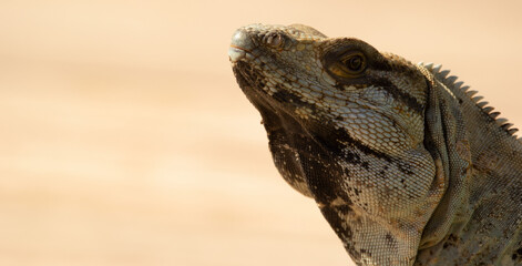 Portrait of curious looking spiny tailed iguana in the backyard.