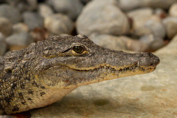 Portrait of dangerous siamese crocodile chilling on  gray rocks.