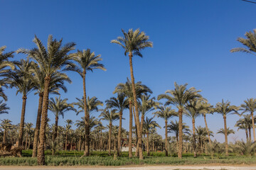 Obraz premium Palm grove in Dahshur, Egypt