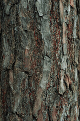 Tree bark, tree bark texture, tree bark with moss