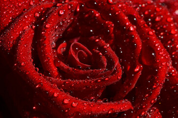Naklejka premium Red rose flower with water drops macro