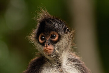 Head of funny Yukatan spider monkey on green background.