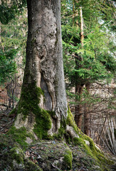 detail of the cracked trunk of an old spruce