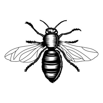 Black and white vector honey bee intricate linework illustration