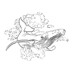 Ink Illustration Whale in clouds. Isolated on the white background.