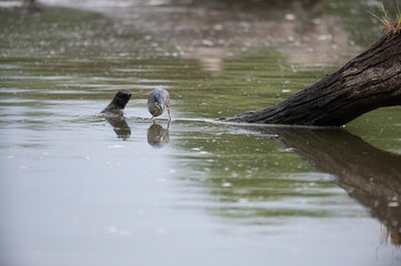 Butorides striata - Striated Heron - Héron strié