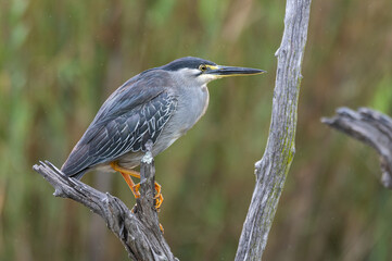 Butorides striata - Striated Heron - Héron strié