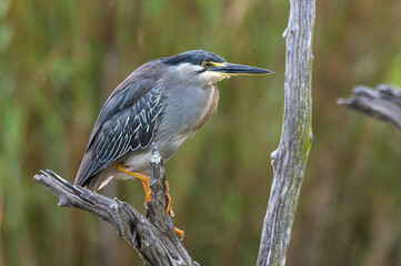 Butorides striata - Striated Heron - Héron strié