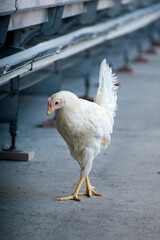 white chicken in the farm