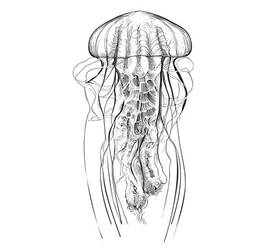 Beautiful jellyfish hand drawn sketch Underwater world Vector illustration