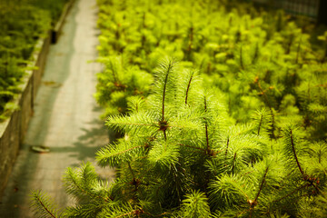 Pine seedlings, ecological renovation