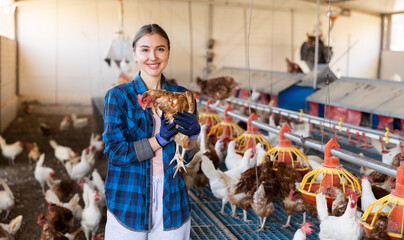 Interested skilled young female poultry farm owner standing with brown chicken in hands while inspecting laying hens in coop © JackF