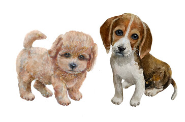 beagle puppy And a poodle puppy sitting on a white background