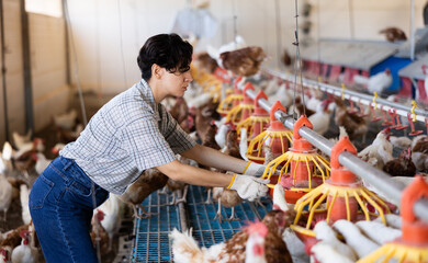 Fototapeta na wymiar Portrait of focused latin adult woman filling chicken feeder in chicken farm