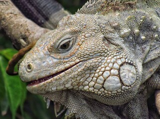 Iguana Verde 