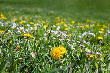 Dandelions bloom on a green meadow