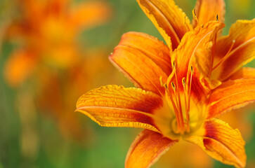 Beautiful floral background. bright orange lilies blooming in the garden with green grass landscape