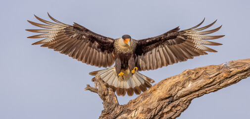 Crested Caracara landing on tree