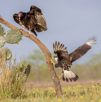Crested Caracara and Turkey Vulture on limg