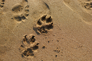 dog footprints in the sand by the sea. sand prints.