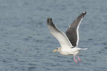Fototapeta na wymiar herring gull in a sea