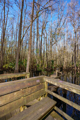 Fototapeta premium Nature scene at Highlands Hammock State Park Sebring Florida USA