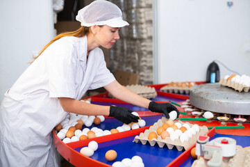 Experienced positive poultry farm workwoman working on egg grading machine, sorting fresh chicken eggs by size and packing into cardboard trays - obrazy, fototapety, plakaty