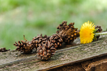 Pine cones and dandelion on wooden surface and green grass in the forest.