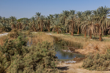 Small pond in Dakhla oasis, Egypt