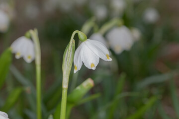 Fr&uuml;hlingsbl&uuml;her M&auml;rzenbecher nach dem winterlichen Schnee: Die gesch&uuml;tzte Pflanze auf einer gr&uuml;nen Naturwiese steht unter Naturschutz. Eine erste Nahrungsquelle f&uuml;r Insekten wie Bienen oder Wespen.