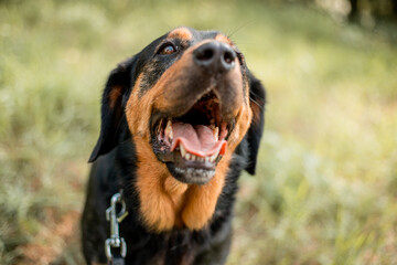 portrait of a dog