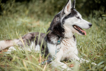 siberian husky dog