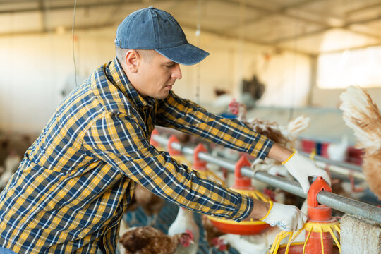Focused male farmer worker in plaid shirt controling chicken feeding in henhouse, indoors