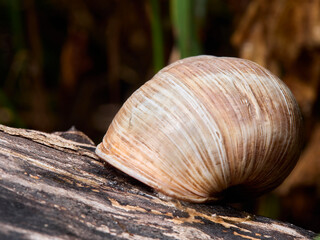 snail on a tree