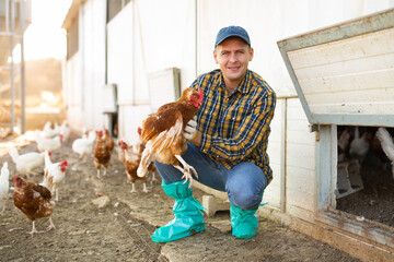 Male farmer holding chicken in poultry farm - obrazy, fototapety, plakaty