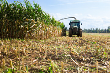Agricultural machinery harvesting and shredding maize on large field for further processing into silage. - obrazy, fototapety, plakaty