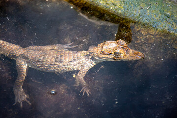 Coveñas Colombia panoramic  