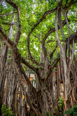 The banyan treet at the International Market Place .