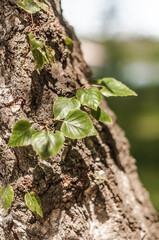 Birch stale with young leaves in the forest in the sunlight.