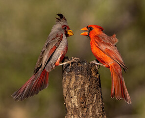 Pyrrhuloxia and Northern Cardinal together on tree stump