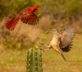 Northern Cardinal and Thrush landing on cactus