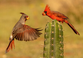 Pyrrhuloxia and Northern Cardinal on cactus