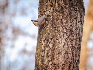 small bird on tree branch