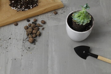 transplanting the plant at home. plants in a pot pot pot spatula sand earth stones on a gray background with space for text copyspace. Improvement of the apartment of the house