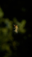 Details of a Caterpillar in its silk with plants in the background plant